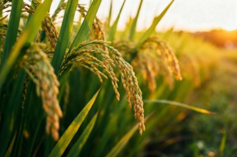 Illustration de l'article Capital décès : une protection renforcée pour les proches des non-salariés agricoles