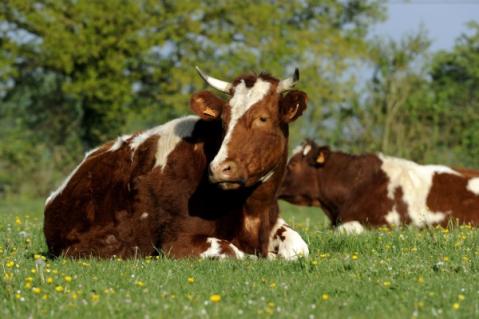 Illustration de l'article Provision pour hausse de la valeur des stocks de vaches, c’est déjà parti ?