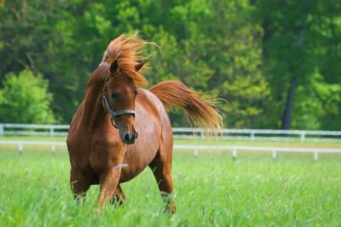 Illustration de l'article Vente de chevaux vivants : une baisse du taux de TVA en vue ?