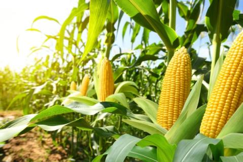 Illustration de l'article Produits alimentaires et TVA : et si leur utilisation n’est pas « normale » ?
