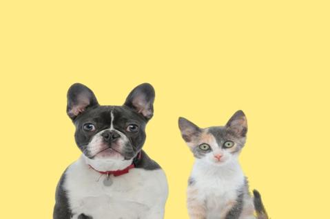 Illustration de l'article Vente d’animaux de compagnie : de nouvelles sanctions à connaître