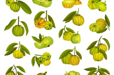 Illustration de l'article Garcinia cambogia : une interdiction temporaire toujours d’actualité ?