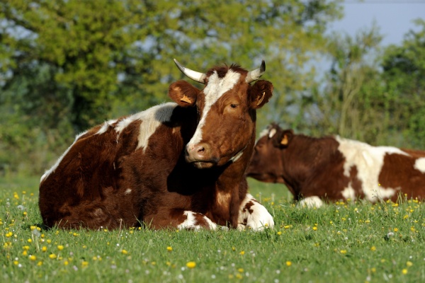 Illustration de l'article Provision pour hausse de la valeur des stocks de vaches, c’est déjà parti ?