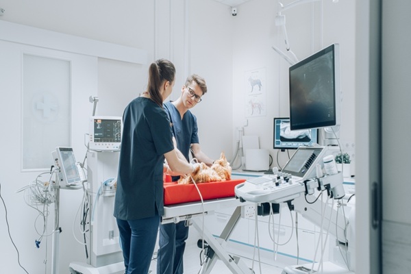 Illustration de l'article Vétérinaires : une délégation possible pour certains actes