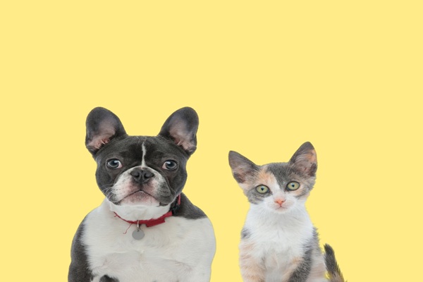 Illustration de l'article Vente d’animaux de compagnie : de nouvelles sanctions à connaître