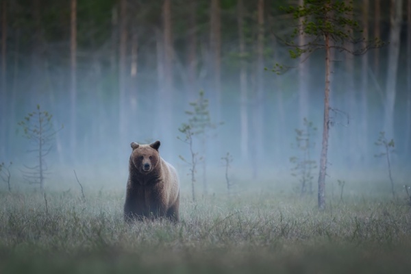 Illustration de l'article Animaux sauvages : des mesures à signaler